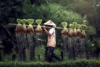Risaie Vietnam